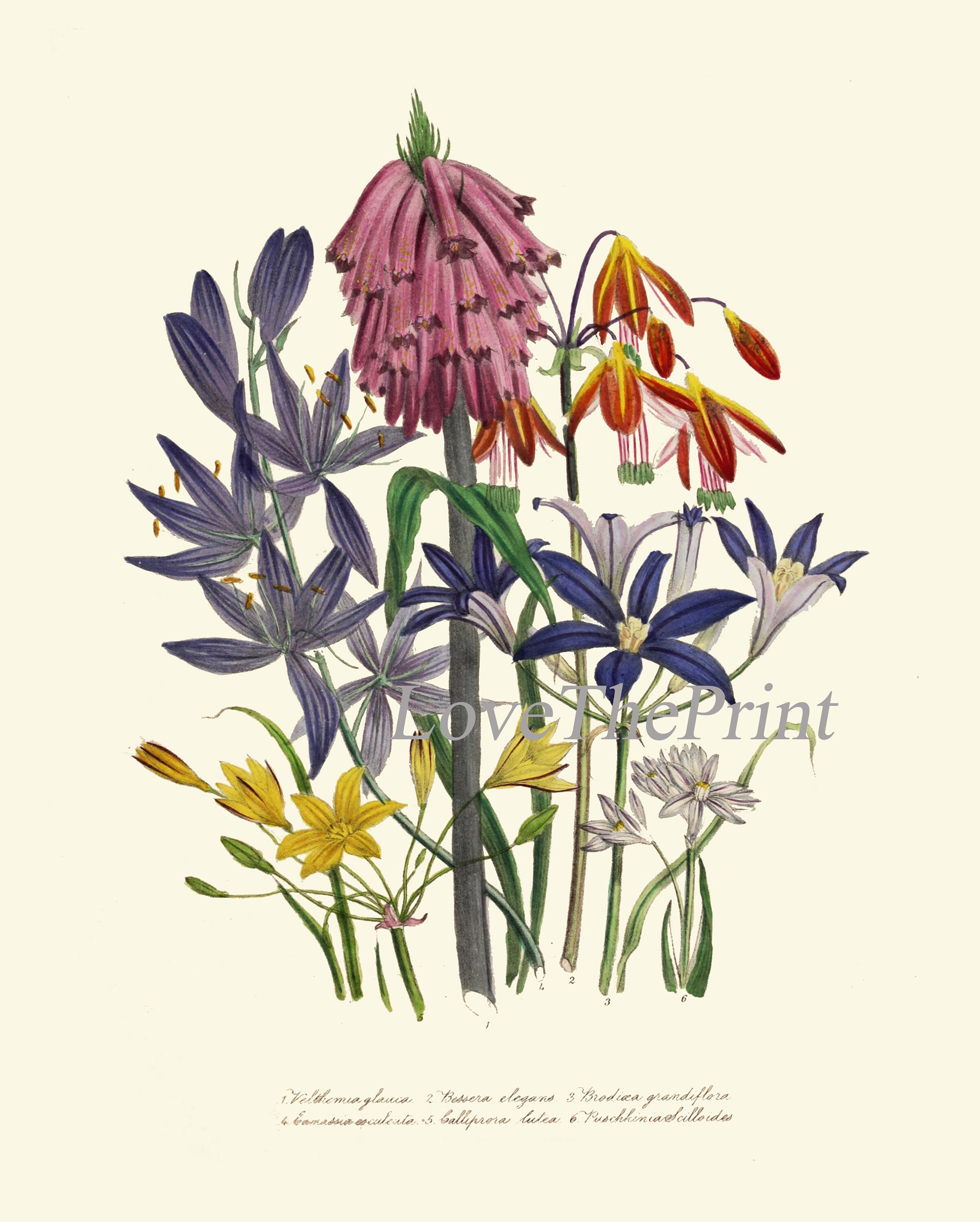 Wildflowers Botanical Wall Art Set of 9 Prints Beautiful Vintage ...
