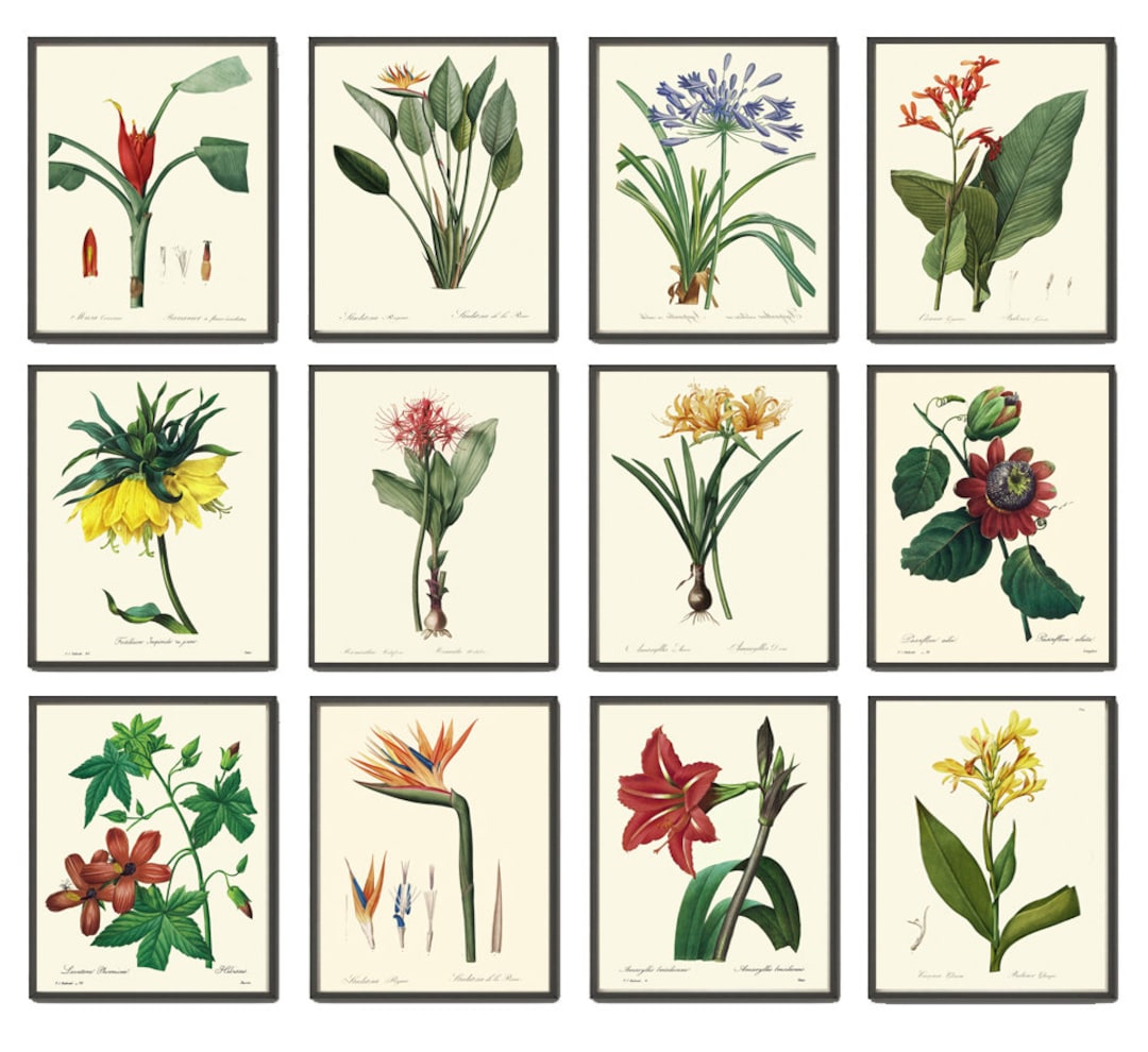 Tropical Flowers Botanical Prints Wall Decor Art Set of 12 Beautiful ...