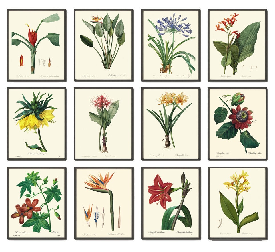 Tropical Flowers Botanical Prints Wall Decor Art Set of 12 Beautiful ...