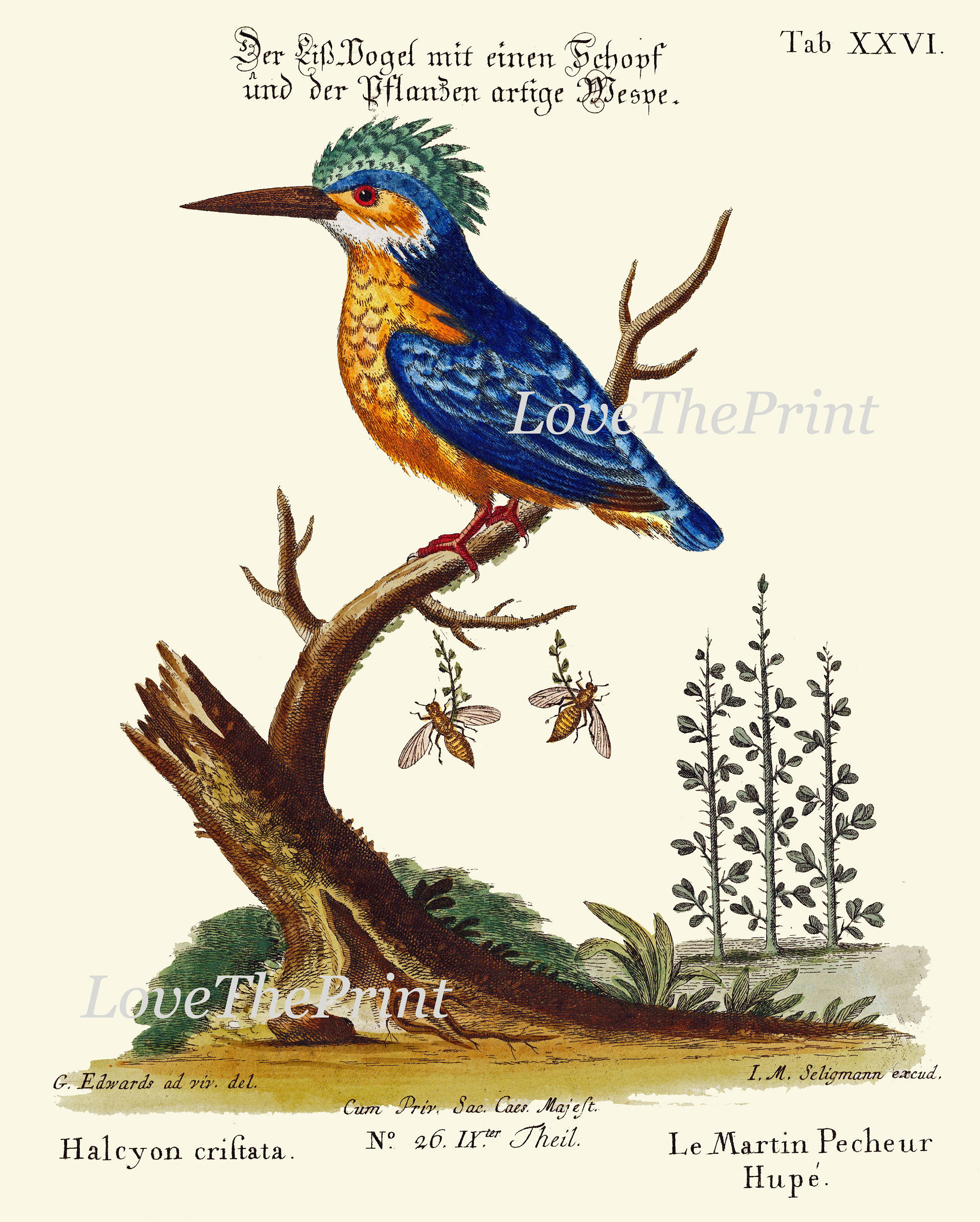 Vintage Bird Wall Art Print Set of 12 Beautiful Antique Large Bird ...