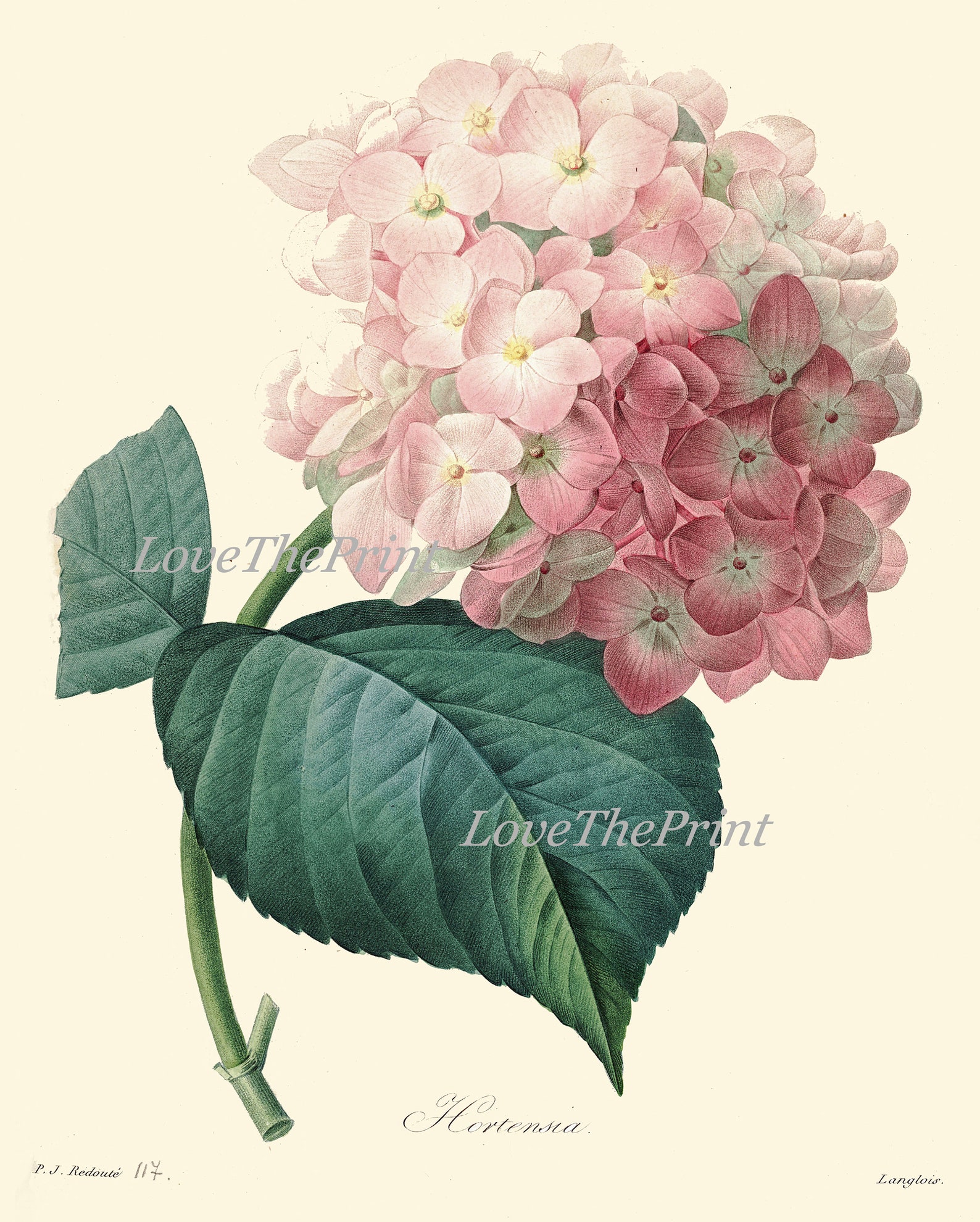 Hydrangea Blue Pink Botanical Wall Art Home Decor Print Set of 4 ...