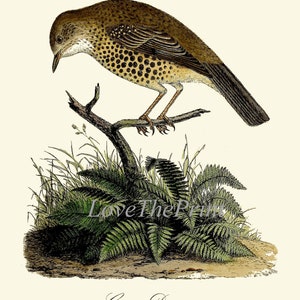 Vintage Bird Wall Art Gallery Set of 16 Prints Beautiful Antique Nest ...