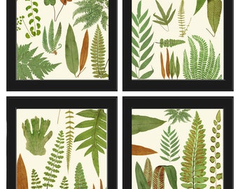 Vintage Fern Prints Botanical Wall Art Set of 4 Beautiful Antique Fern Varieties Plant Chart Green Outdoor Garden Home Decor to Frame EJL