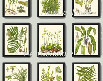 Fern Prints Wall Art Set of 9 Beautiful Botanical Antique Vintage Green Ferns Decoration Wall Hanging Gallery Home Room Decorat to Frame LIN