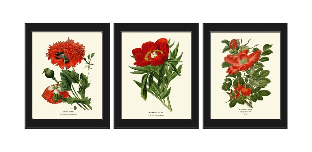 Red Poppy Peony Wild Rose Botanical Wall Art Decor Set of 3 Prints ...