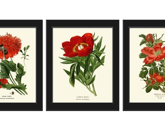 Red Poppy Peony Wild Rose Botanical Wall Art Decor Set of 3 Prints Beautiful Living Dining Room Illustration Pretty Flowers to Frame STE