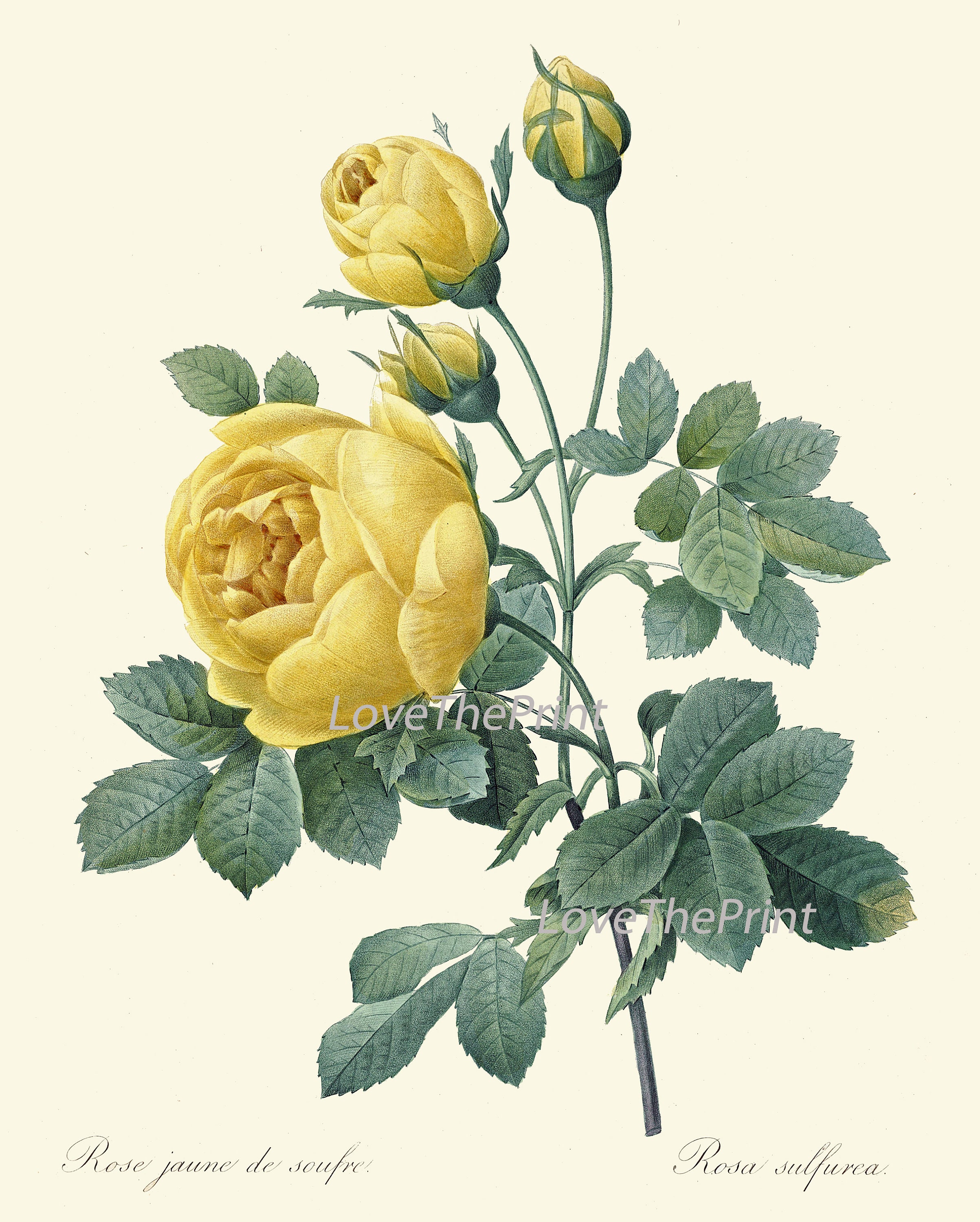 Peinture à L'Huile Fleurs Jaunes Abstraites Sur Toile - Décoration Murale Botanique Moderne 30x60cm Sans Cadre