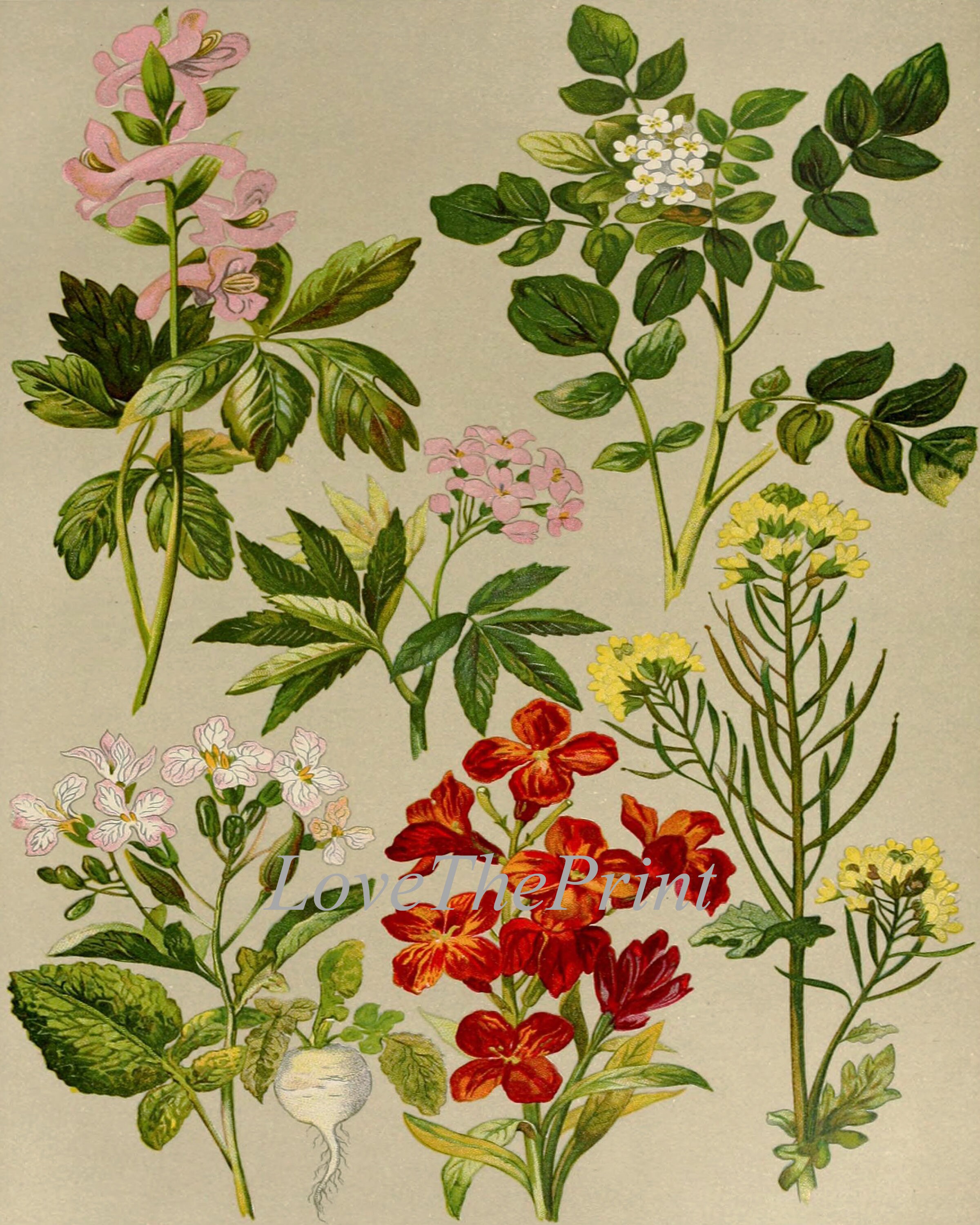 Wildflower Botanical Prints Wall Art Set of 4 Beautiful Antique Vintage