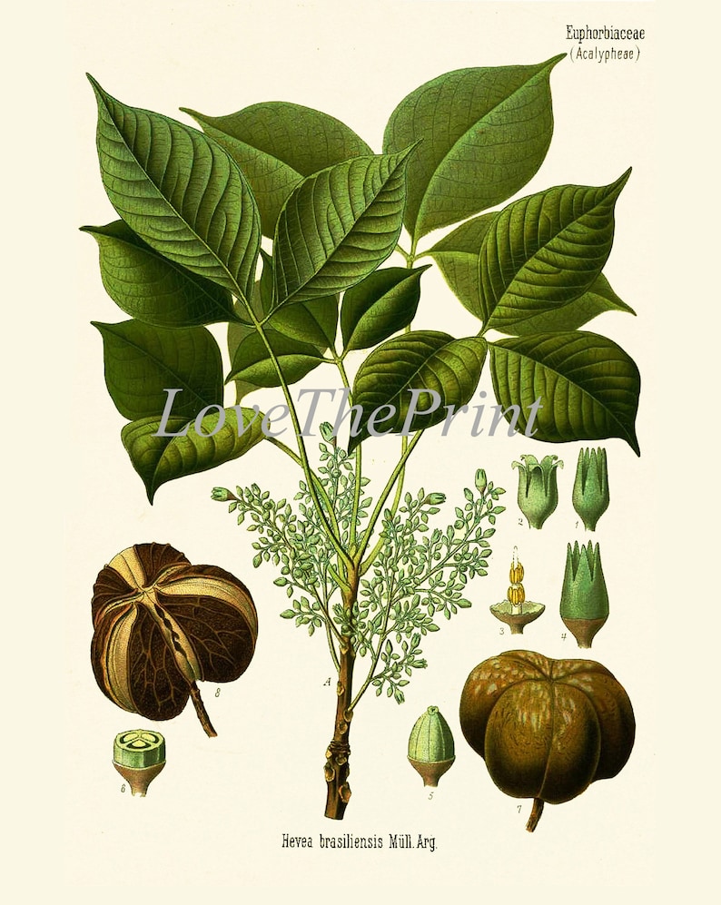 Tropical Fruit Botanical Wall Art Set of 12 Prints Beautiful Antique ...