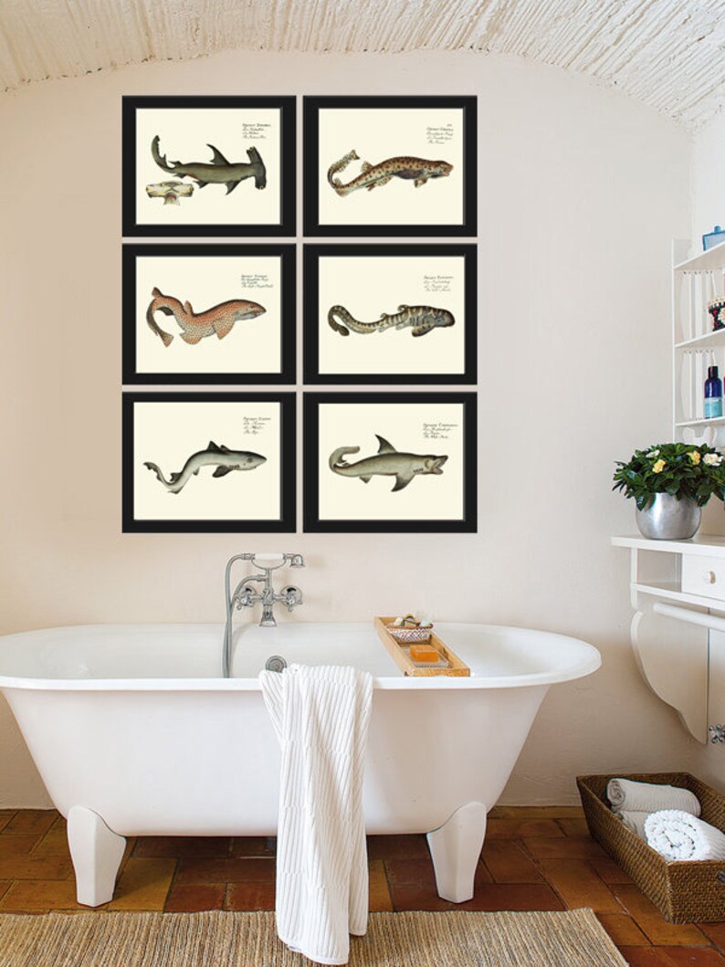 Shark Prints Wall Art Set of 6 Beautiful Antique Vintage Sea - Etsy