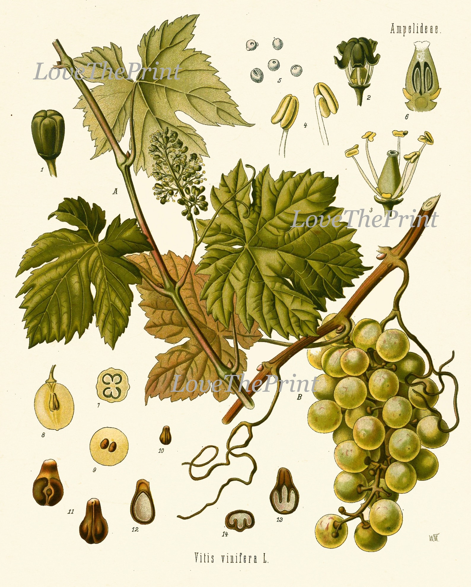 Tropical Fruit Botanical Wall Art Set of 12 Prints Beautiful Antique ...