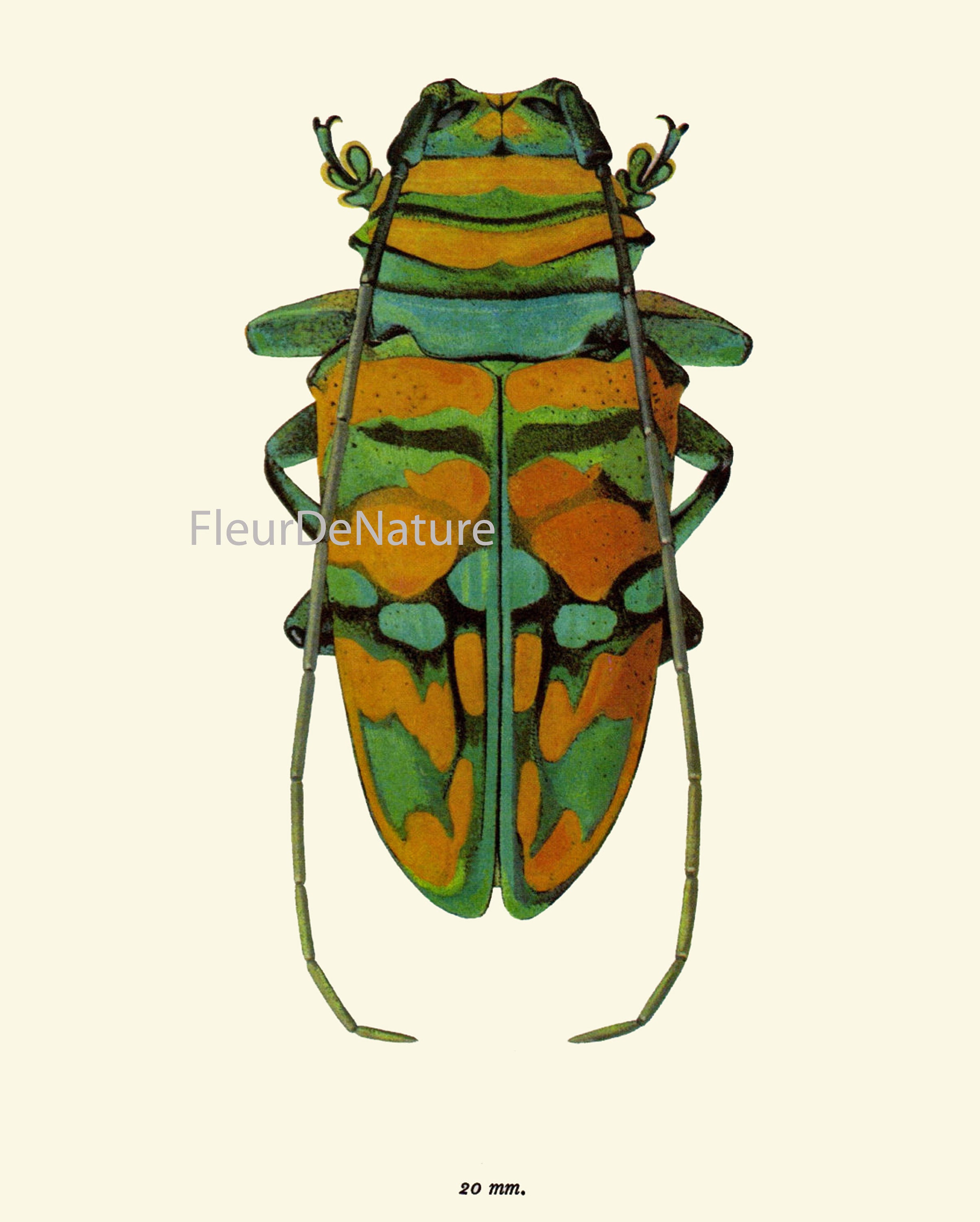 Colorful Ladybug Beetle Wall Art Set of 6 Prints Beautiful Antique ...