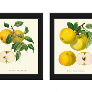 Apple Botanical Wall Art Set of 2 Beautiful Vintage Antique Fruit Dining Room Kitchen Garden Nature Illustration Home Decor to Frame GR
