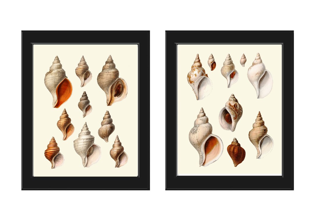 Antique Vintage Sea Shells Wall Art Set of 2 Prints Beautiful Seashells Chart Ocean Beach House
