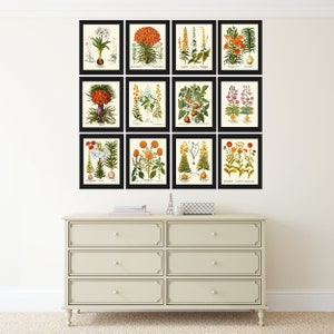 Botanical Print Set of 12 Wall Art Antique Vintage Garden Flowers Large ...