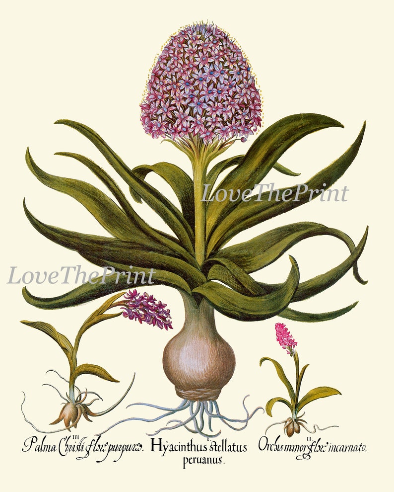 Botanical Decor Wall Art Set of 12 Prints Beautiful Vintage Antique ...