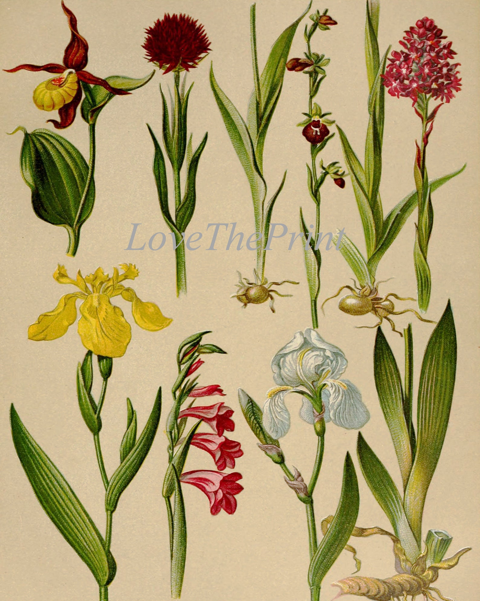 Wildflower Botanical Prints Wall Art Set of 9 Beautiful Antique Vintage ...