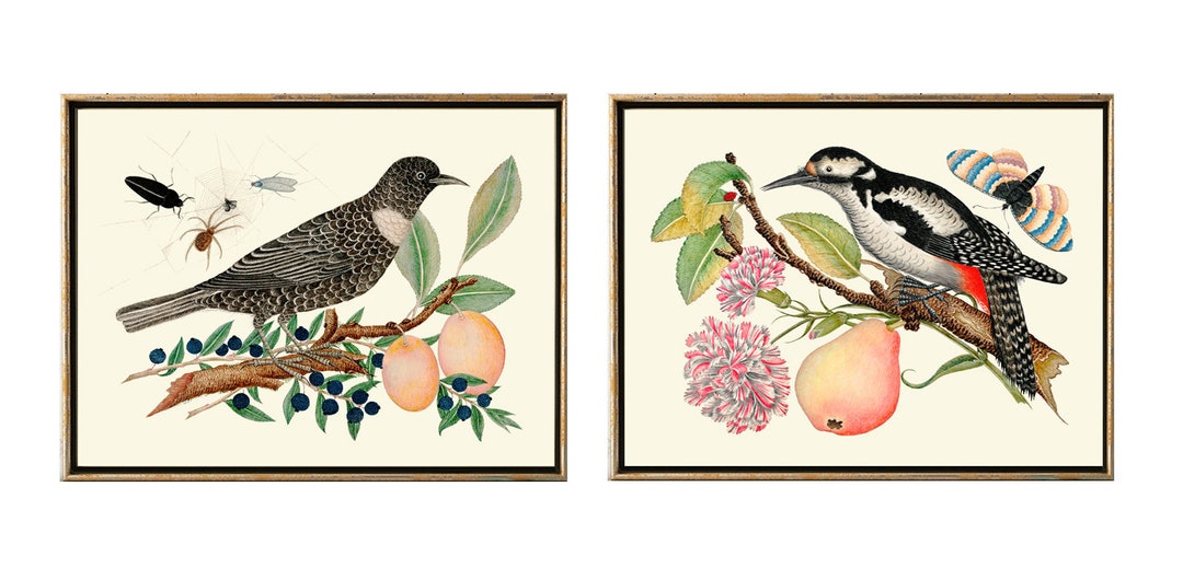 Vintage Birds Wall Art Decor Prints Set of 2 Beautiful Antique Berries