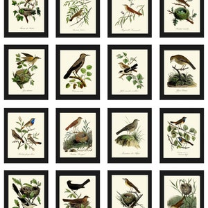 Vintage Bird Wall Art Gallery Set of 16 Prints Beautiful Antique Nest ...
