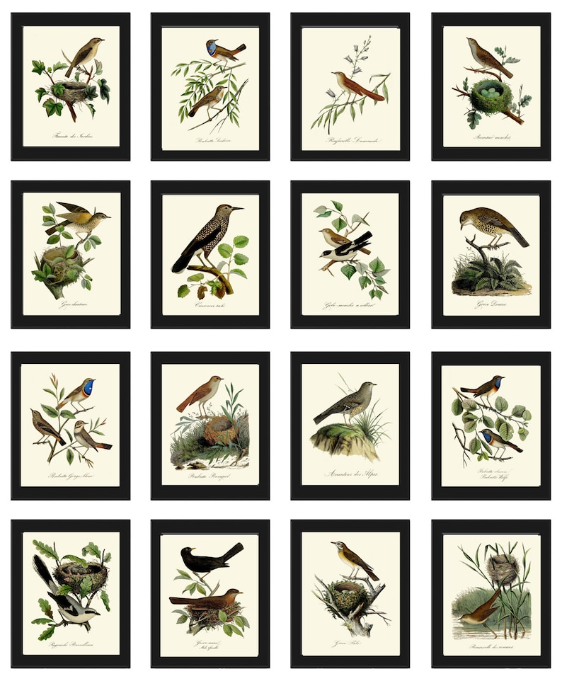 Vintage Bird Wall Art Gallery Set of 16 Prints Beautiful Antique Nest ...