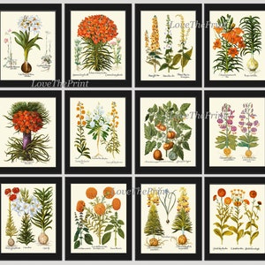 Botanical Wall Art Set of 12 Prints Beautiful Vintage Antique Orange Green White Flowers Living Room Dining Bedroom Home Decor to Frame BESL