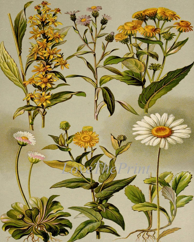 Wildflower Daisy Botanical Wall Art Set of 3 Prints Beautiful Antique ...