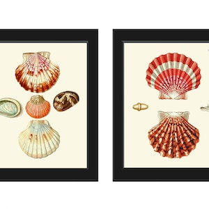 Vintage Colorful Seashells Wall Art Set of 2 Prints Beautiful Antique Sea Ocean Beach Marine Coastal Bathroom Bedroom Home Decor to Frame KG