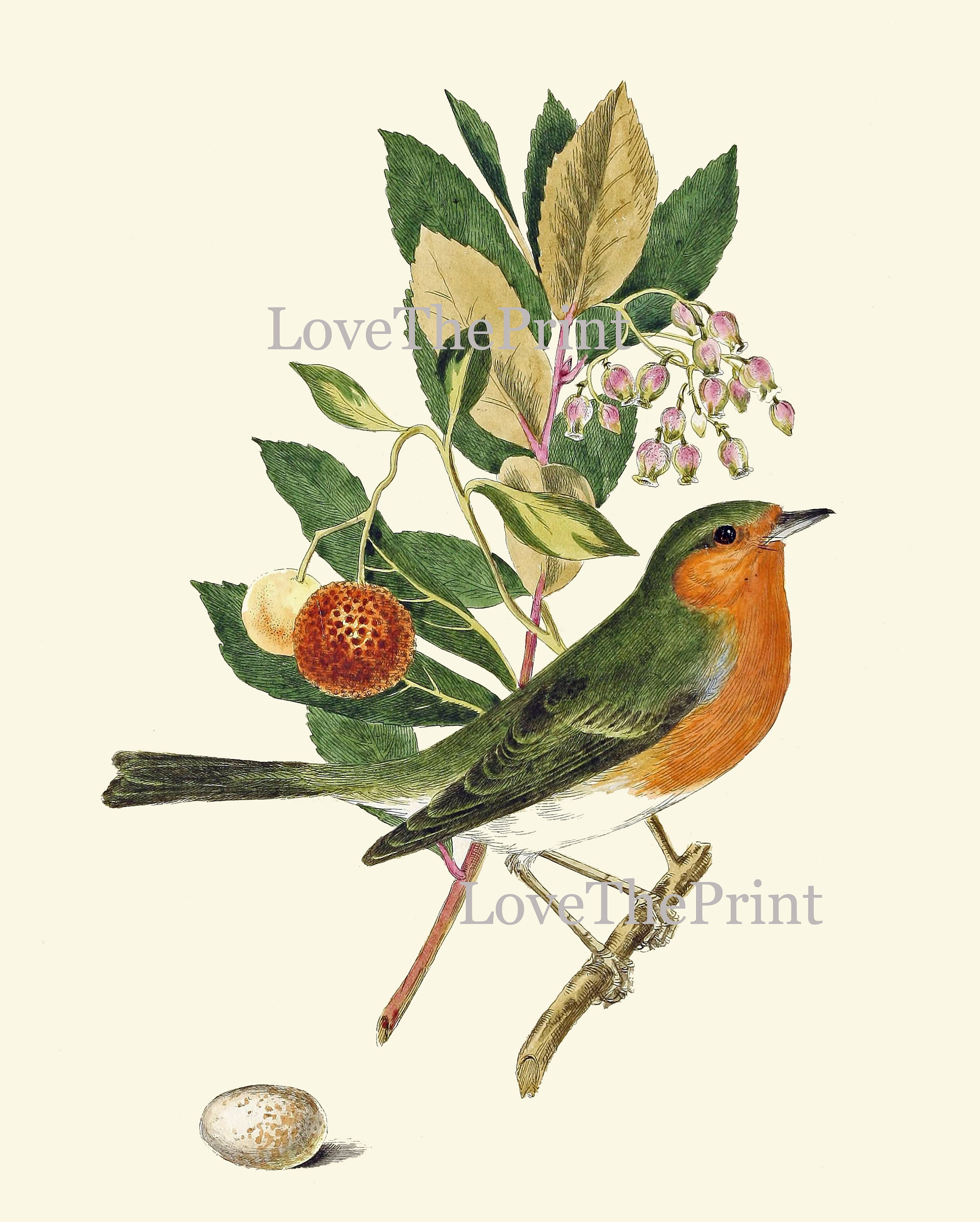 Vintage Bird Wall Art Print Set of 4 Beautiful Nature Bedroom Etsy