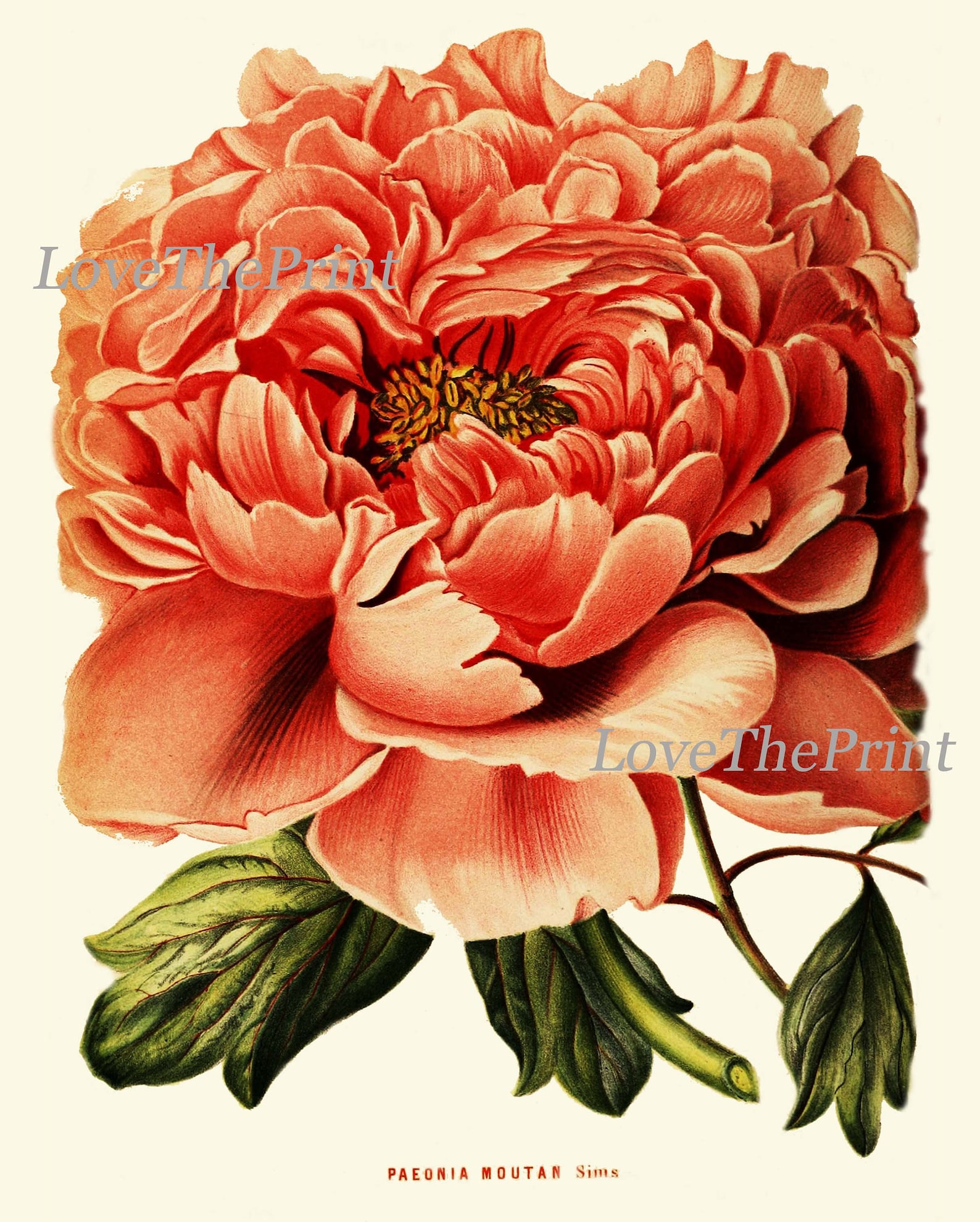 Peony Botanical Prints Wall Home Decor Art Set of 4 Beautiful Antique ...