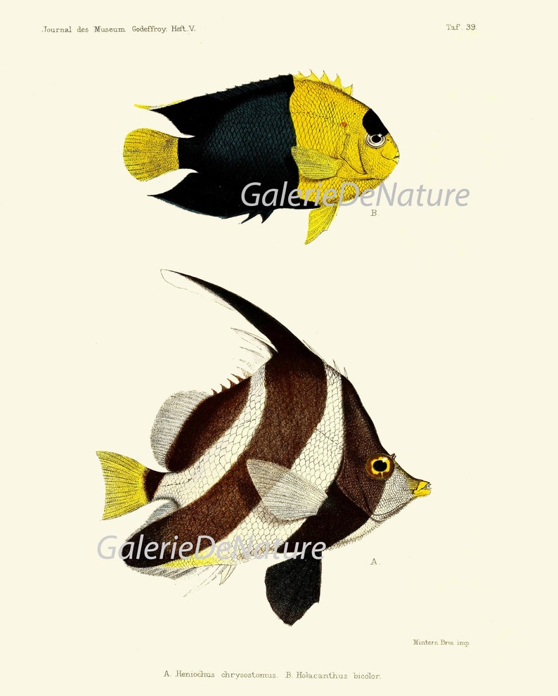Tropical Fish Wall Art Set of 4 Prints Beautiful Antique Etsy