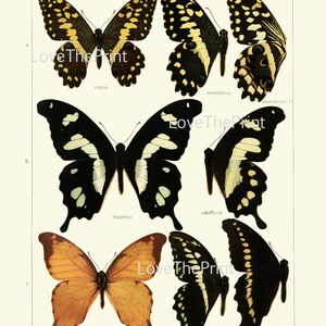 Vintage Butterflies Wall Art Set of 12 Prints Beautiful Antique ...