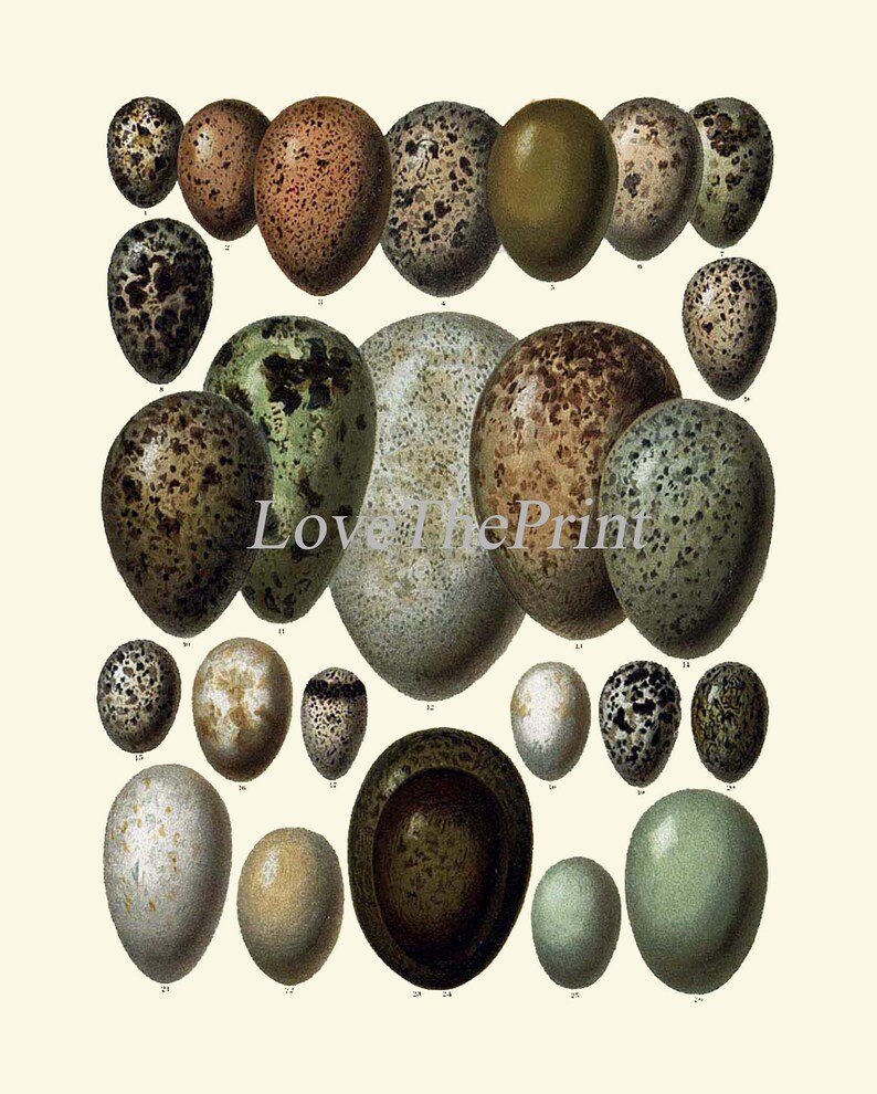 Vintage Bird Eggs Wall Art Print Set of 6 Beautiful Antique Etsy
