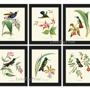 Hummingbirds Bird Wall Art Print Set of 6 Prints Antique Vintage Tropical Island Nature Beach House Cottage Garden Home Decor to Frame NDO