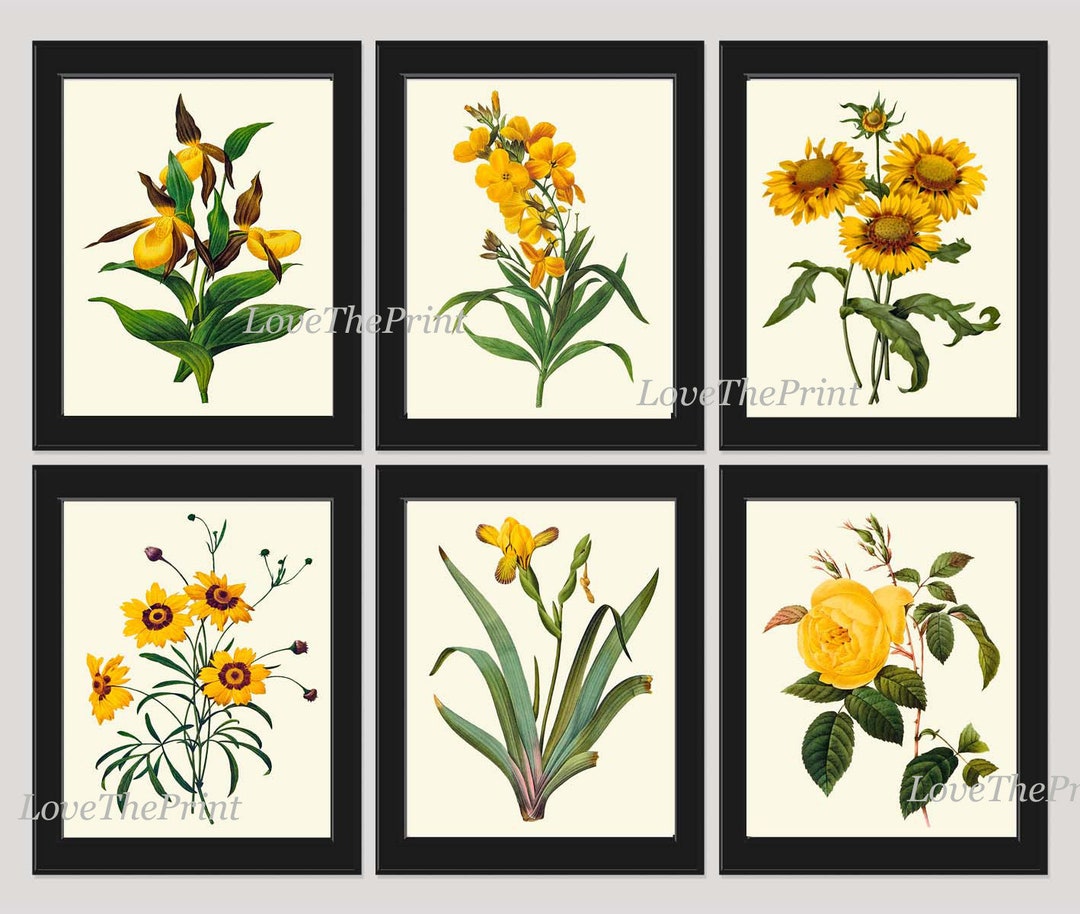 Vintage Botanical Wall Art Set of 6 Prints Beautiful Antique Yellow ...