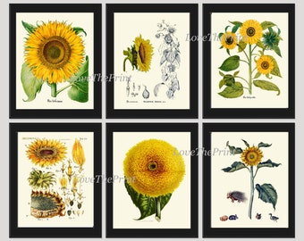 Sunflower Prints Botanical Wall Art Set of 6 Beautiful Vintage Antique Illustration Farmhouse Country Wildflower Home Decor to Frame SUN