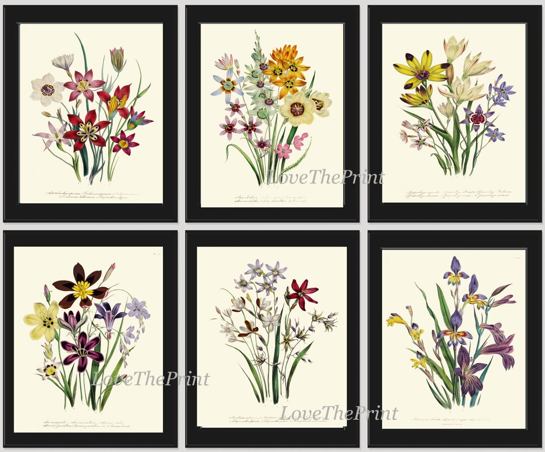 Botanical Prints Wall Decor Art Set of 6 Beautiful Vintage Antique ...