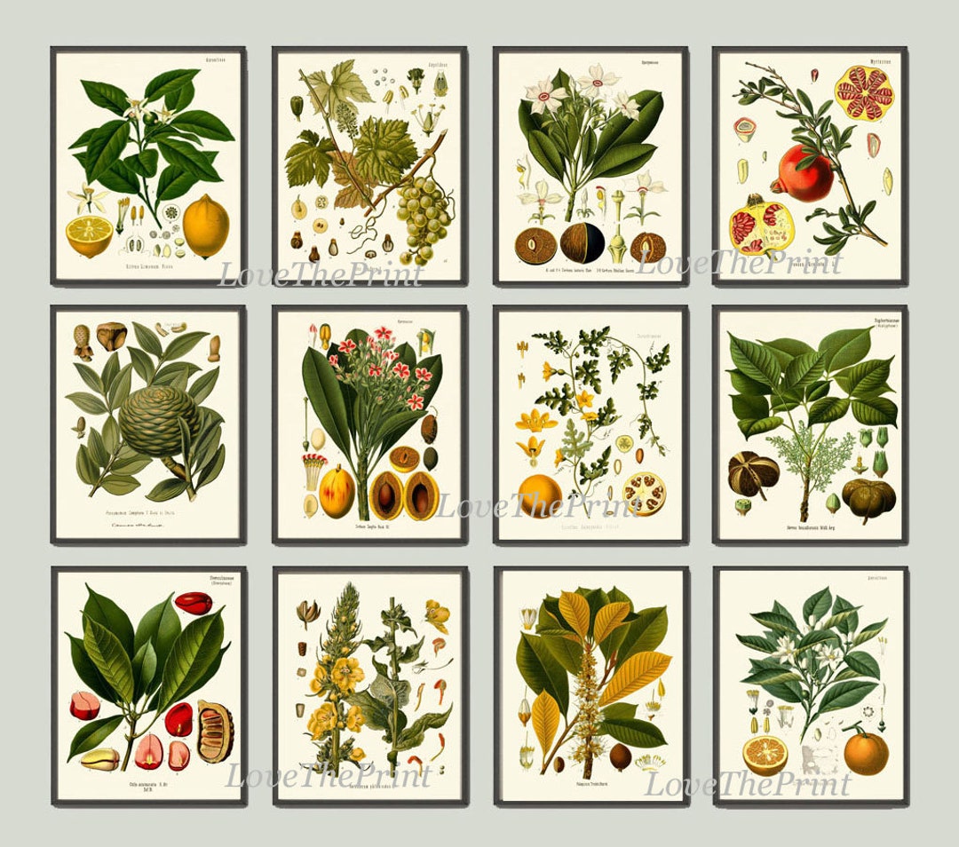 Tropical Fruit Botanical Wall Art Set of 12 Prints Beautiful Antique ...