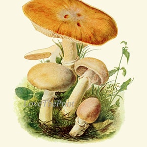May include: A vintage illustration of a group of mushrooms with brown, orange, and white caps. The mushrooms are growing in a bed of green moss and leaves. The text "Reifpilz, Rozites caperata. Essbar." is printed below the image.