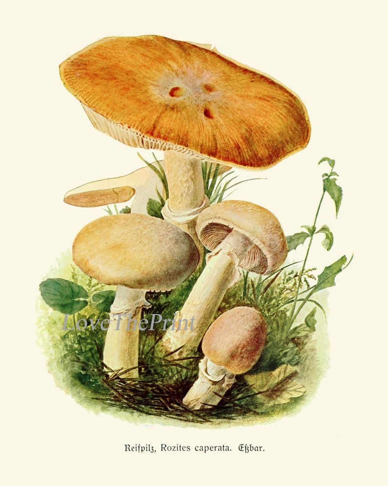 May include: A vintage illustration of a group of mushrooms with brown, orange, and white caps. The mushrooms are growing in a bed of green moss and leaves. The text "Reifpilz, Rozites caperata. Essbar." is printed below the image.
