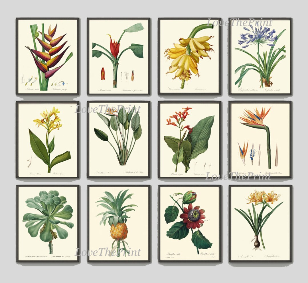 Tropical Botanical Wall Decor Art Set of 12 Prints Beautiful Antique ...