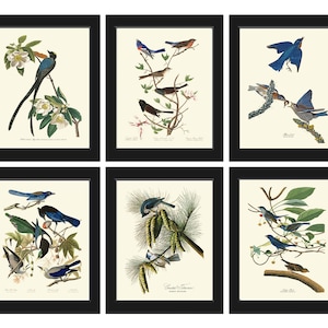 Vintage Blue Birds Wall Decor Art Print Set of 6 Prints Antique Bluebird Farmhouse Birdwatching Bedroom Dining Room Fireplace to Frame JJA