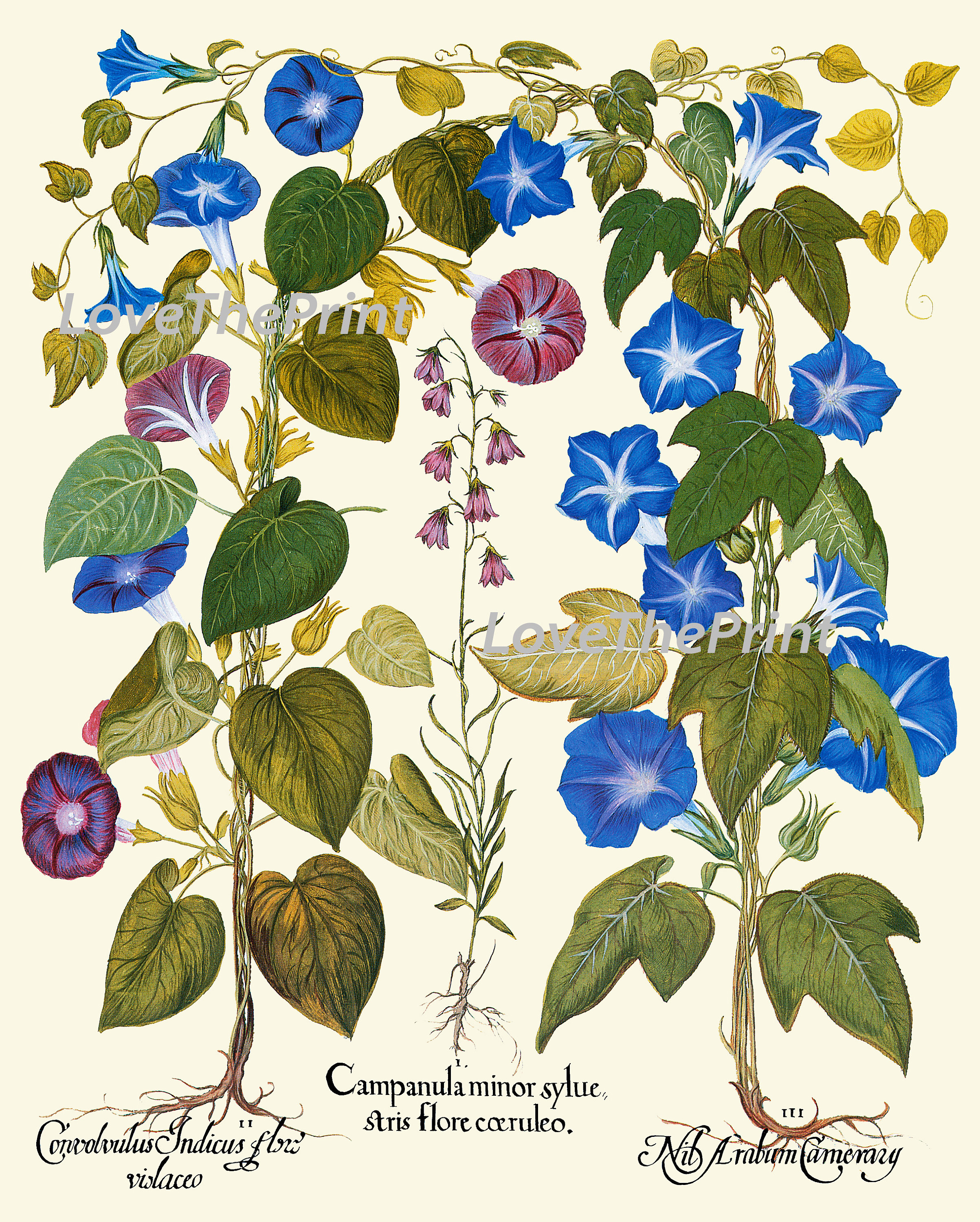 Blue Pink Flowers Botanical Wall Art Set of 6 Prints Beautiful Vintage ...