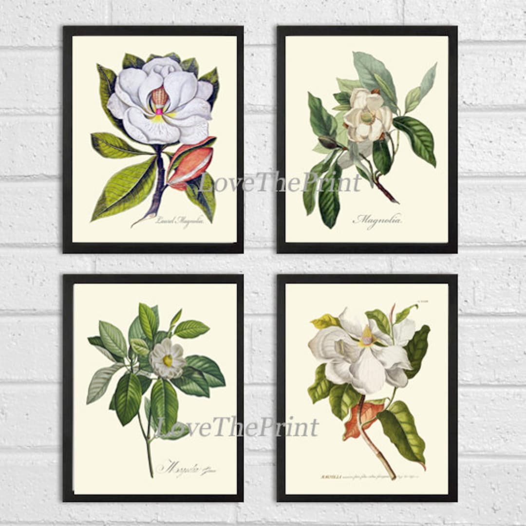 Blooming Magnolia Tree White Flowers Botanical Print Set of 4 Prints ...