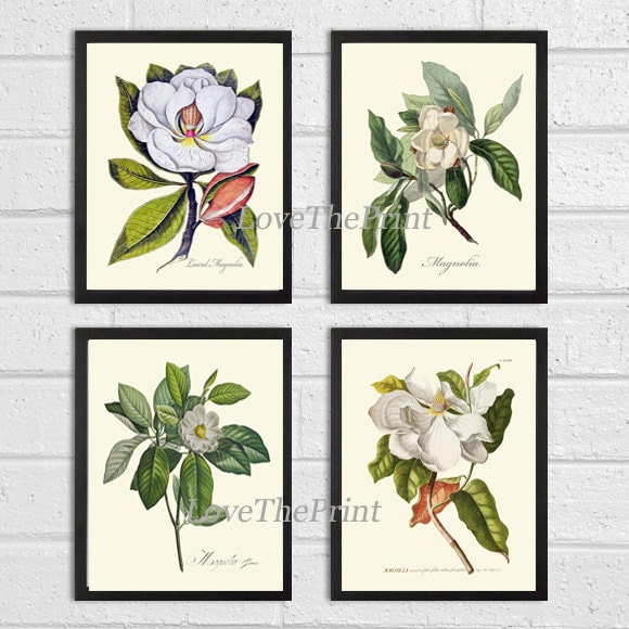 Blooming Magnolia Tree White Flowers Botanical Print Set of 4 Prints ...