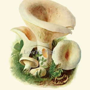 May include: A vintage illustration of a group of white mushrooms with brown gills, surrounded by green foliage. The caption reads "Pfeffer-Milchpilz, Lactaria piperata. Genie&szlig;bar."