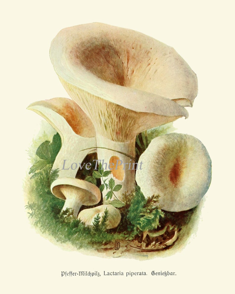 May include: A vintage illustration of a group of white mushrooms with brown gills, surrounded by green foliage. The caption reads "Pfeffer-Milchpilz, Lactaria piperata. Genie&szlig;bar."