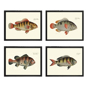 Vintage Antique Fish Wall Art Set of 4 Prints Beautiful Bathroom Bedroom Loundry Playroom Living Room Coastal Marine Home Decor to Frame BL