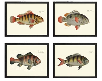 Vintage Antique Fish Wall Art Set of 4 Prints Beautiful Bathroom Bedroom Loundry Playroom Living Room Coastal Marine Home Decor to Frame BL