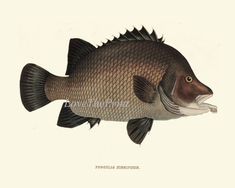 Vintage Fish Wall Art Set of 9 Prints Beautiful Antique Fishes Etsy