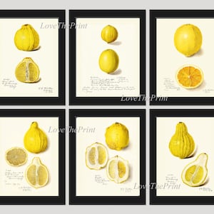 Peut inclure: Ensemble de six illustrations botaniques vintage de citrons, représentant des citrons entiers, des citrons coupés en deux et des coupes transversales. Les illustrations sont réalisées dans un style aquarelle et sont disposées sur un fond crème.